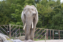 Elephant