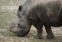 Rhino